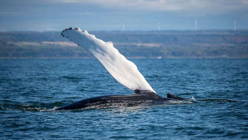 From Quebec City: Whale Watching Excursion Full-Day Trip - Value check: is $186 a smart use of your Québec City time?