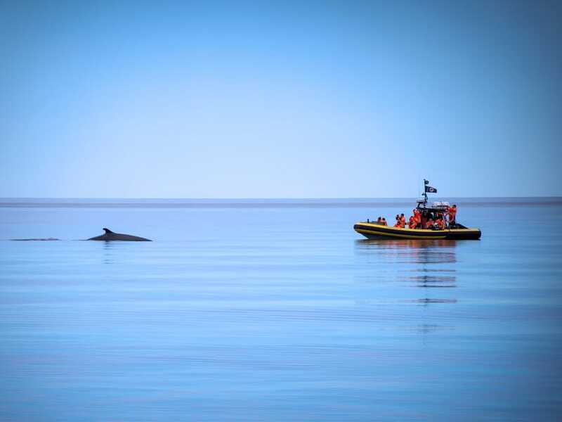 From Quebec City: Whale Watching Excursion Full-Day Trip - Who should choose this tour, and who should skip Zodiac