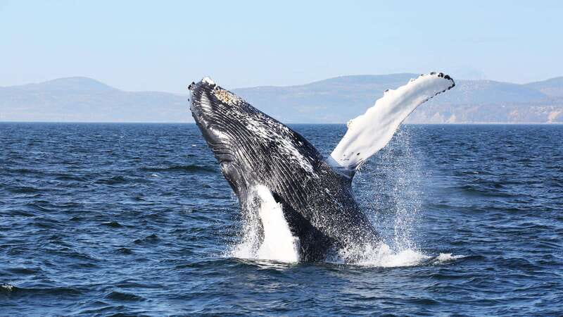 From Quebec City: Whale Watching Excursion Full-Day Trip - Boat vs Zodiac: pick your comfort level and your viewing style