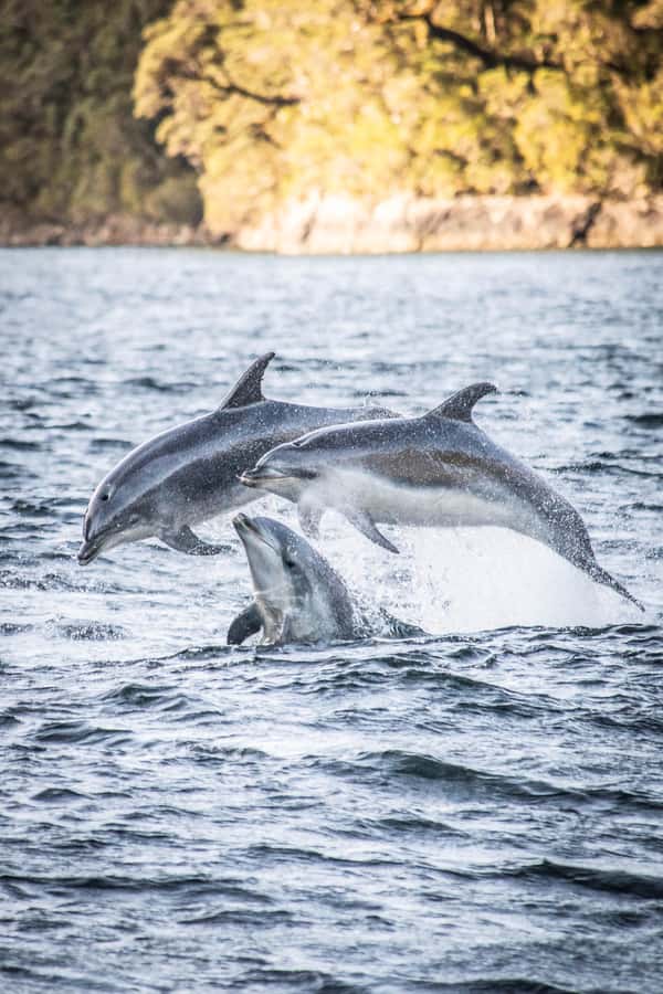 From Queenstown: Doubtful Sound Wilderness Day Trip - Your Morning Out of Queenstown: The Luxury Coach Start