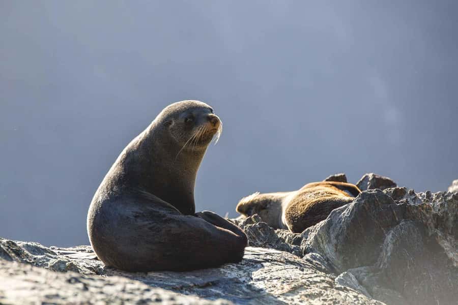 From Queenstown: Milford Sound Cruise and Coach Day Trip - Price and Value: What $152 Buys You (And What It Doesn’t)