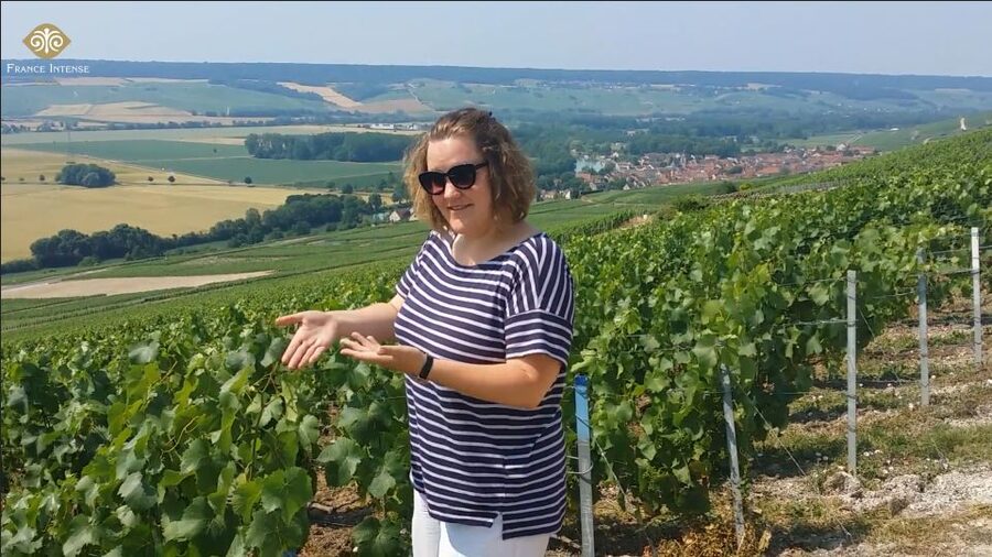 From Reims: Champagne Day Trip to 3 Family Domains & Lunch - Reims to Champagne: why this day trip makes sense