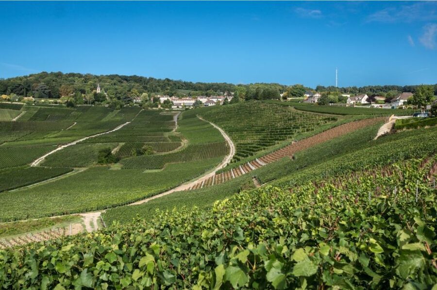 From Reims: Champagne Day Trip to 3 Family Domains & Lunch - Through the Marne Valley to Hautvillers and Dom Pérignon