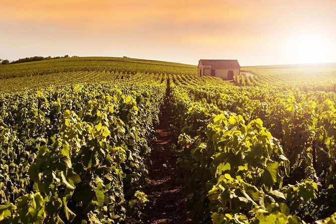 From Reims Champagne Day Trip Veuve Clicquot Local Domain & Lunch - Price and Value: What You’re Really Paying For at $399