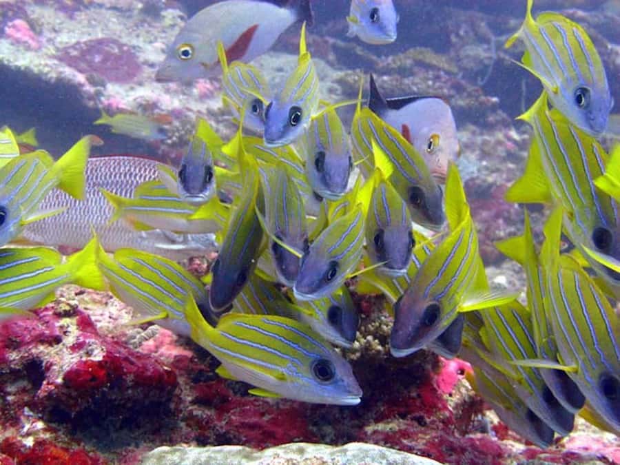 From Samui: Ko Tao and Koh Nang Yuan Speedboat Day Trip - Price and included value: what you get for $67
