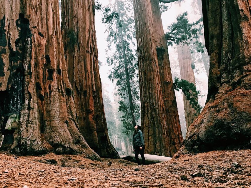 From San Francisco: Day Trip to Yosemite National Park - Price and value: what $209 buys you, and what it might not
