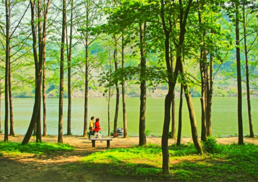 From Seoul: Nami Island, K-drama Garden & Rail Bike Day Tour - What You Pay $61 For (and Why It Can Be Fair Value)