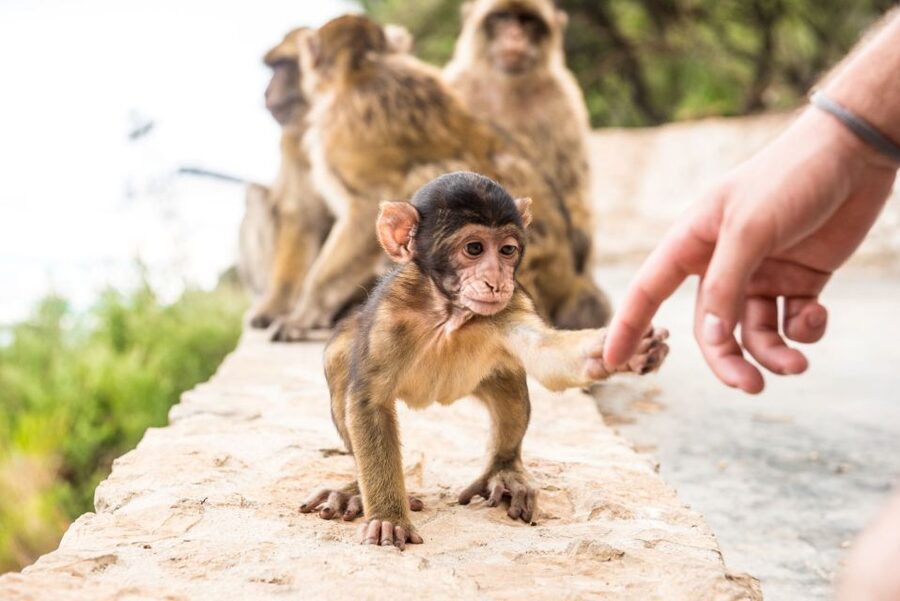 From Seville: Day Trip to Gibraltar - Key points to know before you go
