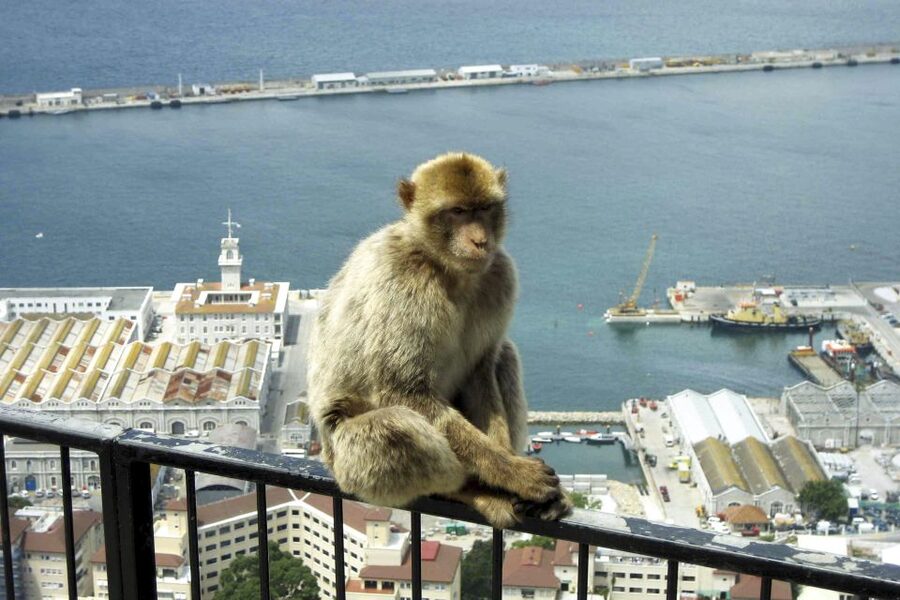 From Seville: Day Trip to Gibraltar - Gibraltar in one day: what this trip actually feels like
