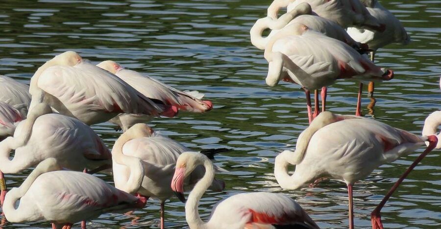 From Seville: Doñana National Park Day Trip - Key highlights at a glance