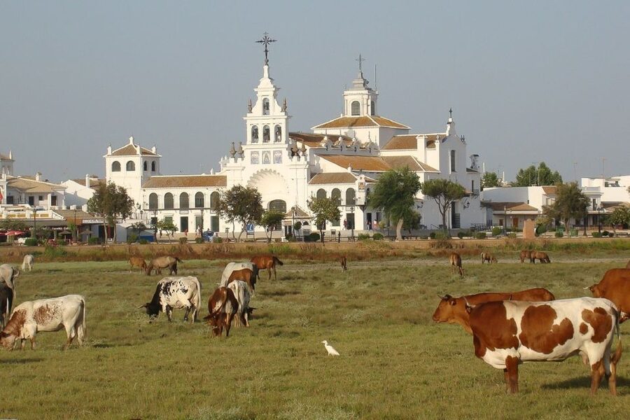 From Seville: Doñana National Park Day Trip - Guides and group style: why names keep coming up