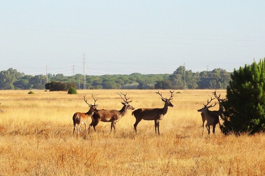 From Seville: Doñana National Park Day Trip - Entering Doñana from Seville: what the day really feels like