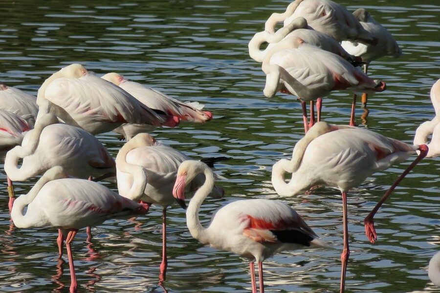 From Seville: Doñana National Park Day Trip - Rice fields and storks: small details that add up