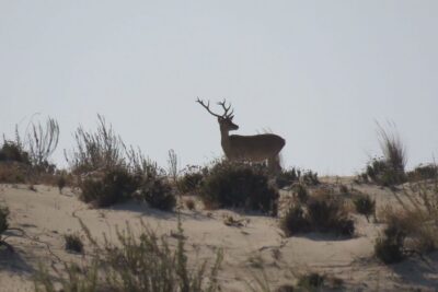 From Seville: Doñana National Park Day Trip - Dehesa de Abajo visitor area: the birding engine room