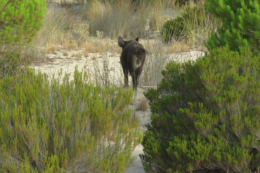 From Seville: Doñana National Park Day Trip - After lunch: dunes and Matalascanas beach break