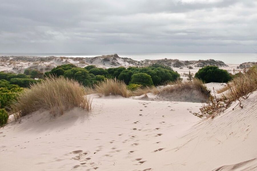 From Seville: Doñana National Park Day Trip - Lynx, deer, wild boar: how to think about big mammals here