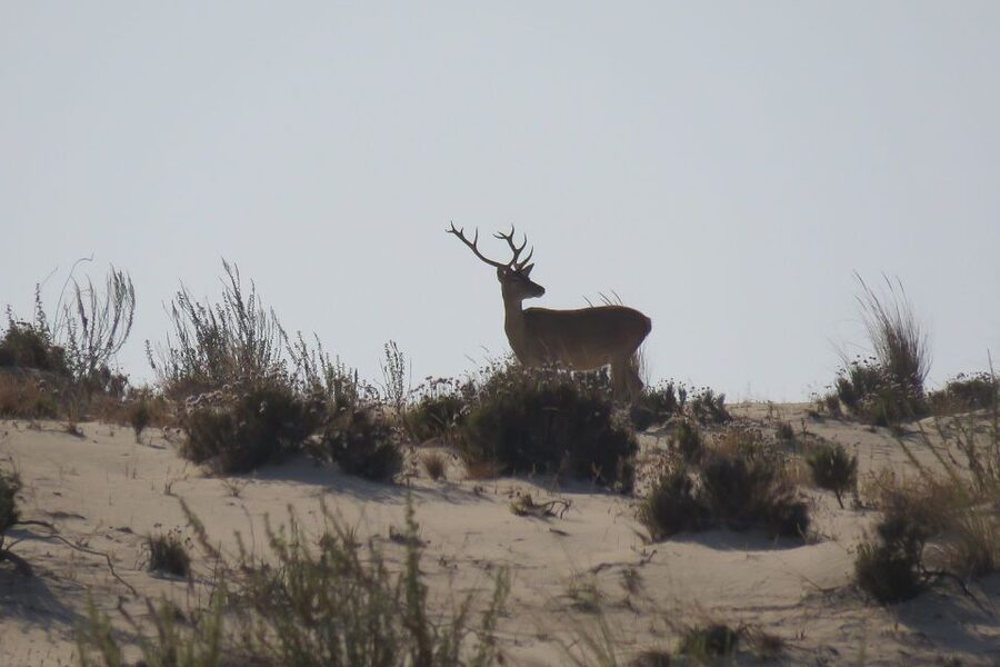From Seville: Doñana National Park Day Trip - Dehesa de Abajo visitor area: the birding engine room