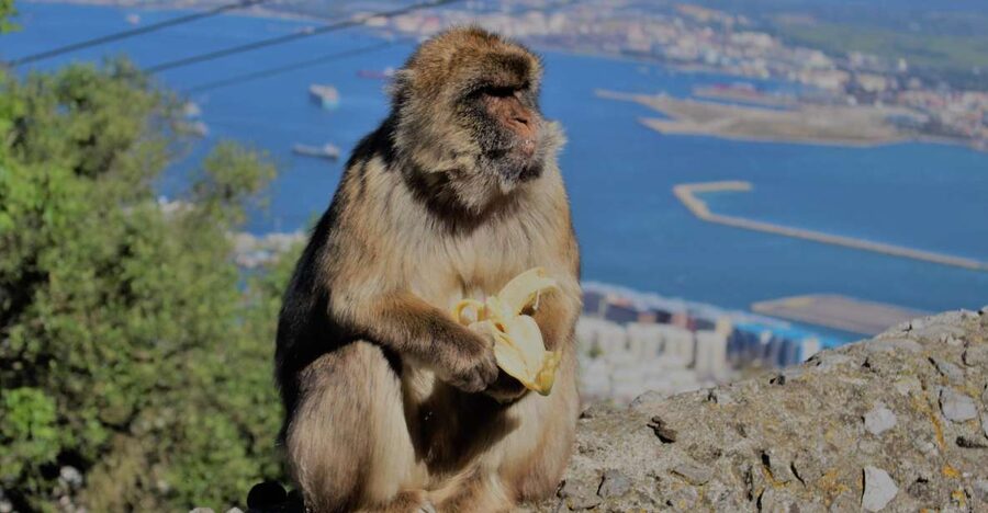 From Seville: Full-Day Trip to Gibraltar - The Big Picture: What a One-Day Gibraltar Trip Gets You