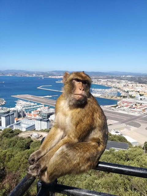 From Seville: Full-Day Trip to Gibraltar - Rock of Gibraltar Guided Tour: The Sights That Turn Gibraltar Into a Character