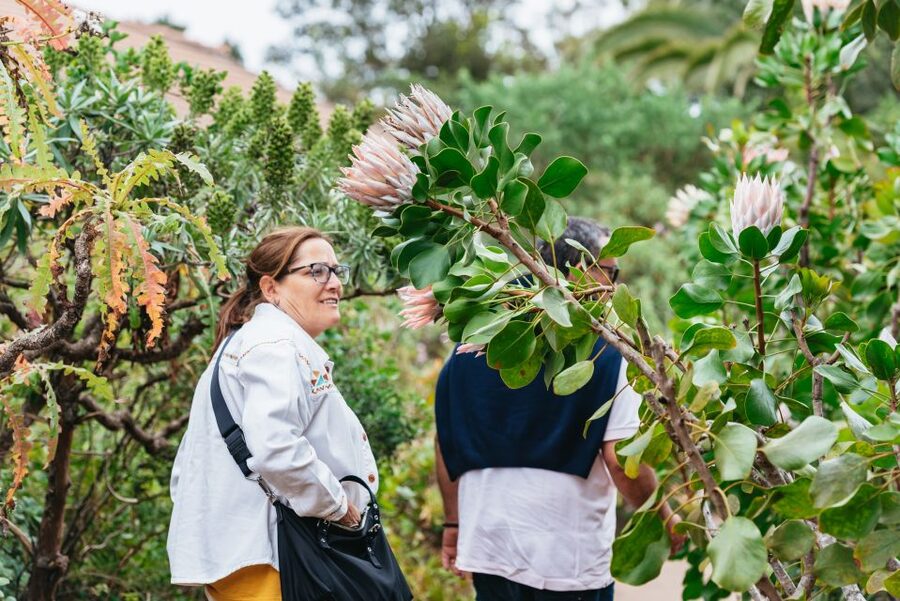 From South Tenerife: La Gomera Island Day Trip with Lunch - El Cedro and Garajonay National Park: what “laurel forest” means here