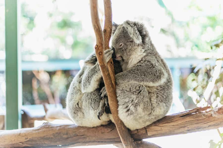 From Sydney: Blue Mountains Full-Day Trip - The Big Idea: A Blue Mountains Day That Doesn’t Waste Your Time