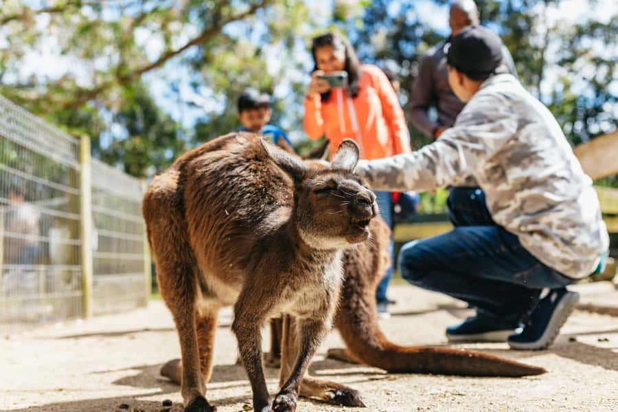 From Sydney: Blue Mountains Full-Day Trip - Price and Value: Is $148 a Fair Deal for 10 Hours?