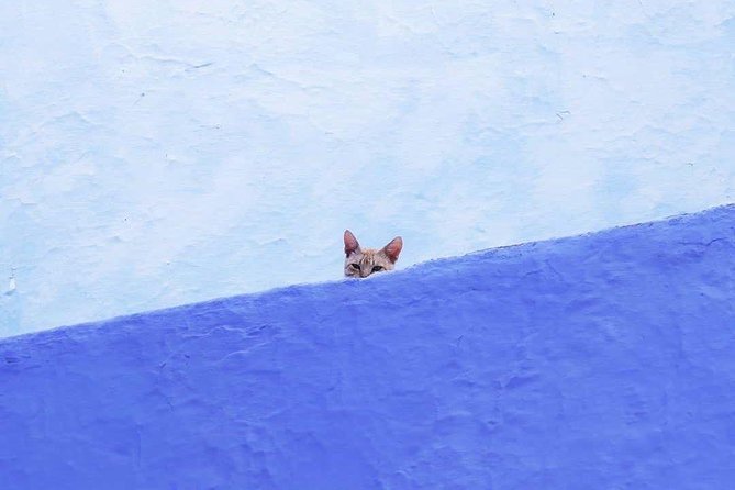 From Tangier: Special Day Trip to Chefchaouen and Tetouan - Key Things I’d Bet You’ll Care About
