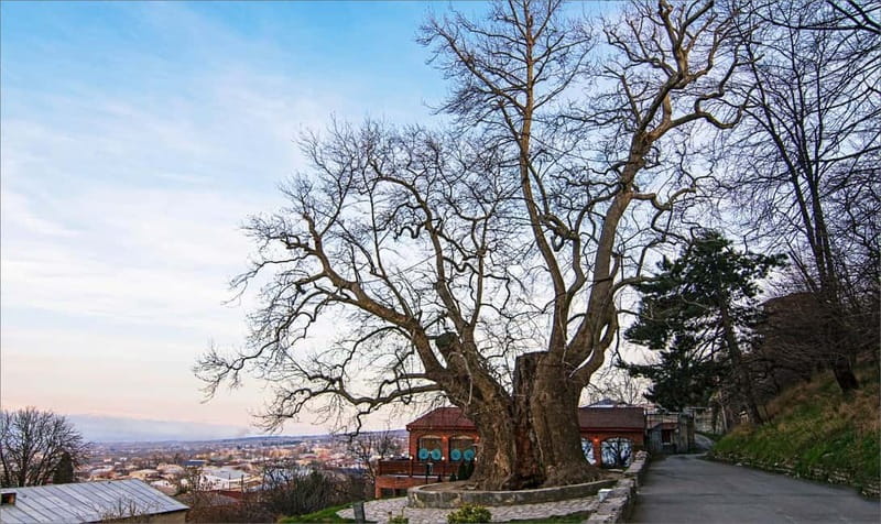 From Tbilisi: Bodbe, Sighnaghi and Telavi Day Trip - Food on the day: churchkhela plus choices for lunch