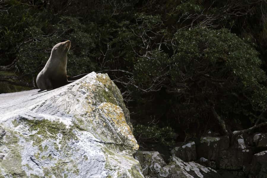 From Te Anau: Milford Sound Cruise and Coach Day Trip - Who should book this Milford Sound day trip (and who might prefer 2 nights)