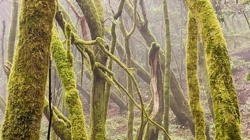 From Tenerife South: La Gomera Full-Day Trip with Transfers - Ferry day done right: Los Cristianos to San Sebastián de La Gomera