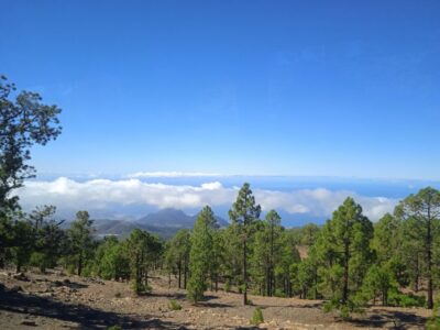 From Tenerife: Teide National Park Guided Day Trip by Bus - Pine forests, endemic plants, and wild canaries on the way up