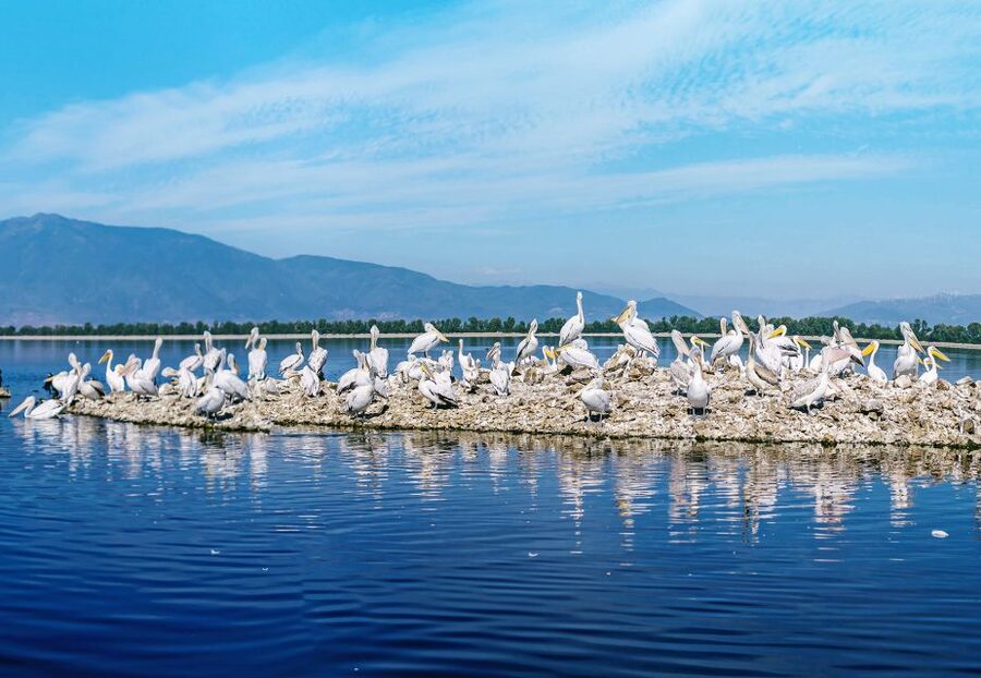 From Thessaloniki: Private Day Trip to Kerkini Lake - Key things you’ll notice on this Kerkini day trip