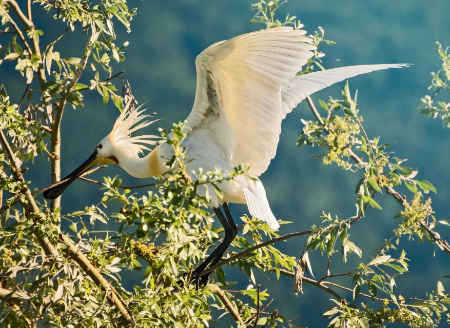 From Thessaloniki: Private Day Trip to Kerkini Lake - Lithotopos Dam: where birdwatching turns into a real experience