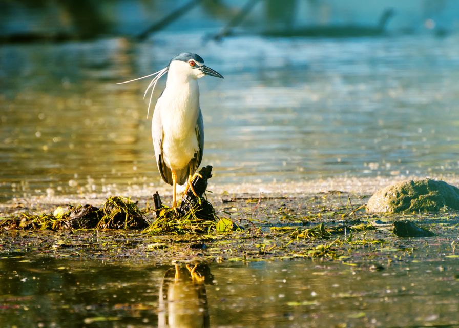 From Thessaloniki: Private Day Trip to Kerkini Lake - The optional boat ride: the difference between seeing birds and seeing birds close