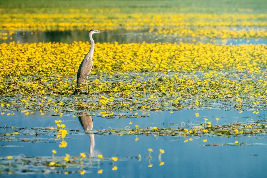 From Thessaloniki: Private Day Trip to Kerkini Lake - Price and value: $577 for up to 8 people