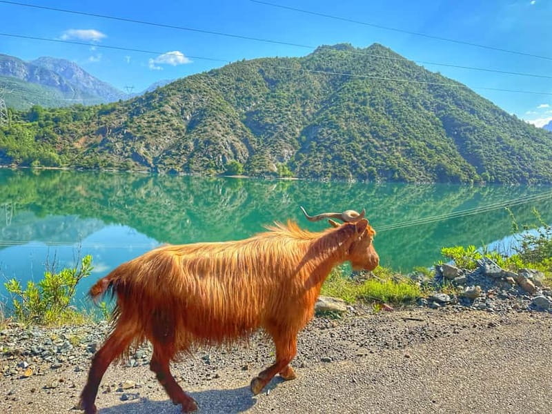 From Tirana/Shkodra: Komani Lake and Shala River Day Trip - Shala River: where the day slows down and you actually get to enjoy it