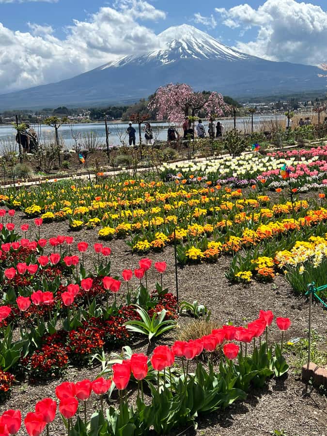 From Tokyo: Mount Fuji and Hakone Private Day Trip - Oshino Hakkai: the Fuji water story you can actually taste