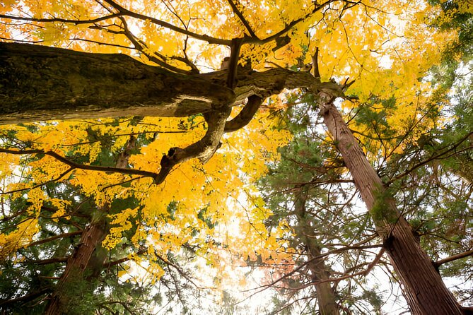 From Tokyo: Mt Fuji and Hakone Private Day Trip - Private transport and an English-speaking driver: what you’ll feel day-of