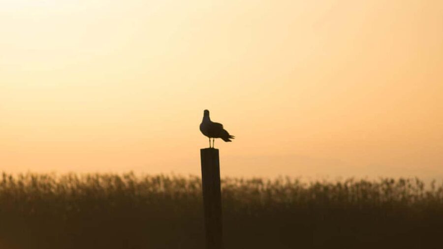 From Valencia: Albufera Day Trip with Boat Tour and Transfer - Meet at Serranos Towers: the easiest part of the day