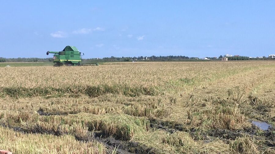 From Valencia: Albufera Day Trip with Boat Tour and Transfer - Who should book this Albufera day trip from Valencia?