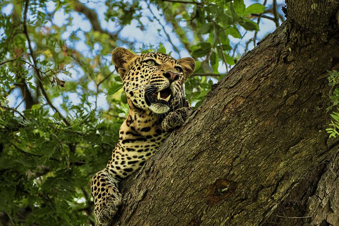 From Zanzibar: Mikumi Safari Day Trip with Flights and Meal - A Flying Safari Day: Why Mikumi Works From Zanzibar