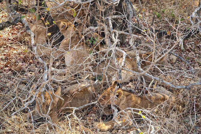 From Zanzibar: Mikumi Safari Day Trip with Flights and Meal - Morning Pickup and Abeid Amani Karume Airport Timing