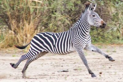 From Zanzibar: Mikumi Safari Day Trip with Flights and Meal - From Zanzibar to the Mikumi Airstrip: Timing and What Actually Happens