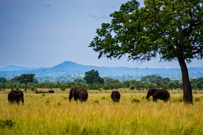 From Zanzibar: Mikumi Safari Day Trip with Flights and Meal - Wildlife Expectations at Mikumi: What You Can Plan For