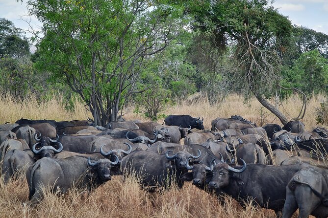 From Zanzibar: Mikumi Safari Day Trip with Flights and Meal - Guides, Vehicles, and Photo Stops: How the Day Feels