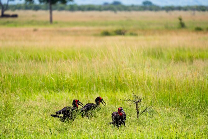 From Zanzibar: Mikumi Safari Day Trip with Flights and Meal - Price and Value: Is $498.99 a Fair Deal?