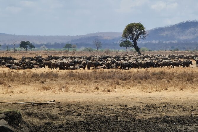From Zanzibar: Mikumi Safari Day Trip with Flights and Meal - Weather, Timing Swaps, and Real-World Flexibility