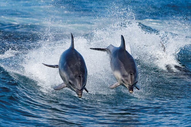 Full-Day Bruny Island Cruises Day Tour from Hobart - Why the Franklin Wharf Start Makes This Day Easier