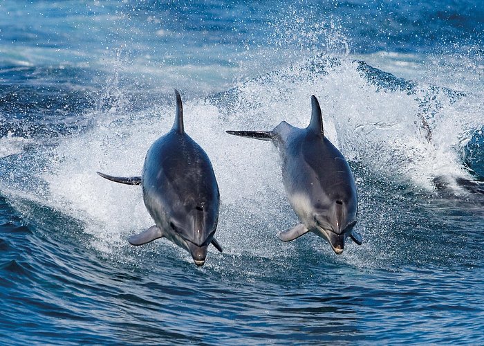 Full-Day Bruny Island Cruises Day Tour from Hobart - The Land Stops on Bruny: The Neck, Two Tree Point, and Adventure Bay