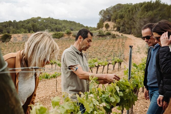 Full-Day Trip Barcelona to Montserrat Monastery & Cava Winery - The bodega visit and bottling/labeling tour: where wine becomes process
